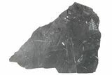 Fossil Seed Fern (Alethopteris) Plate - Pennsylvania #229319-1